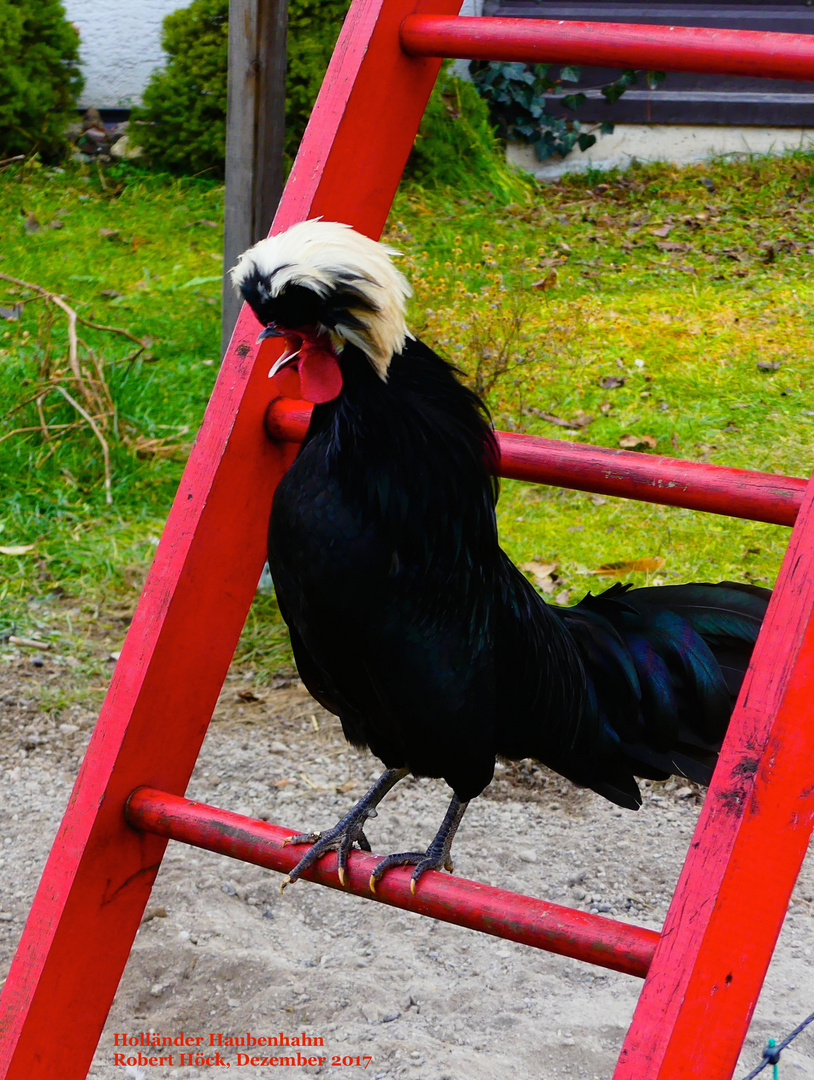 Hahn vom Holländer Haubenhuhn kräht, Schwarz Weißhaube, whitecrested polish chicken rooster