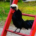 Hahn vom Holländer Haubenhuhn kräht, Schwarz Weißhaube, whitecrested polish chicken rooster