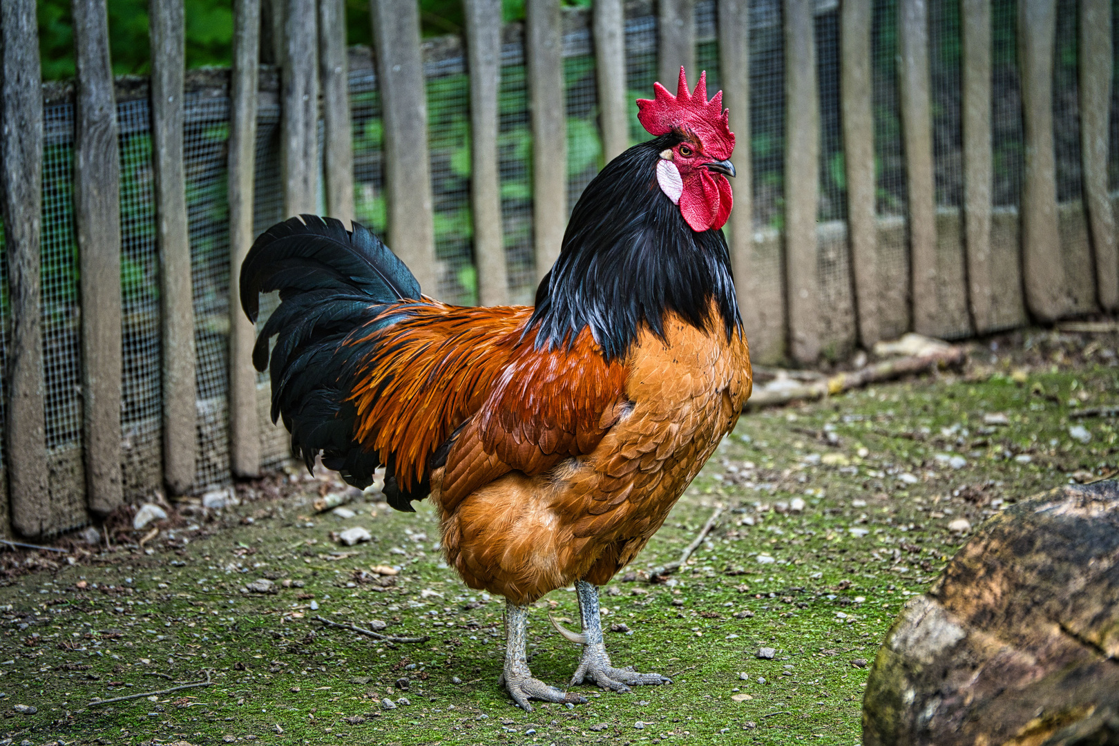 Hahn (Wildtierpark)