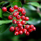 Hahnendorn, Crataegus crus-galli