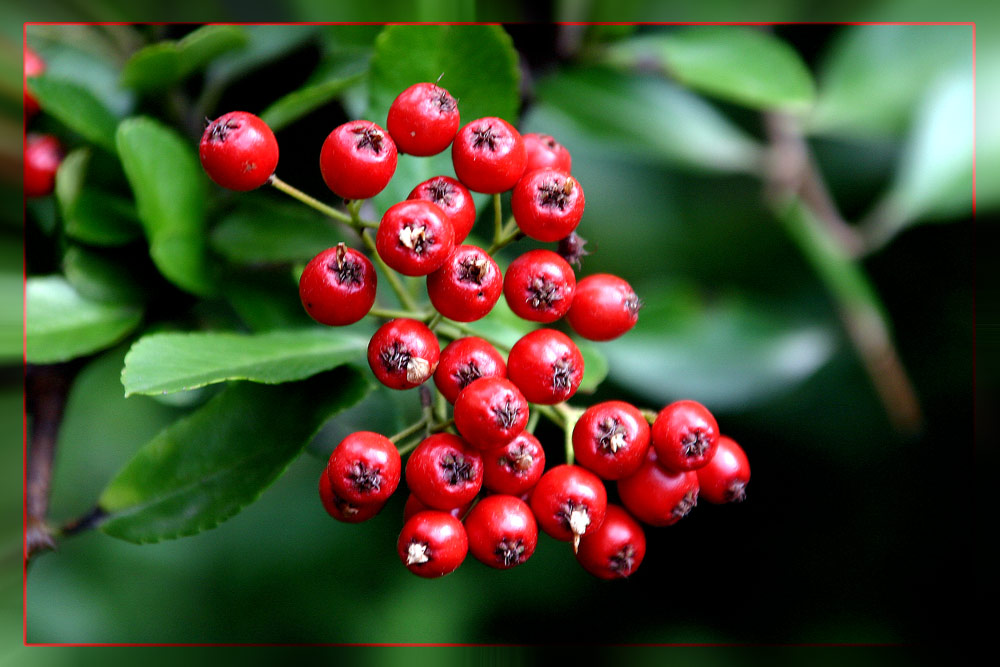 Hahnendorn, Crataegus crus-galli