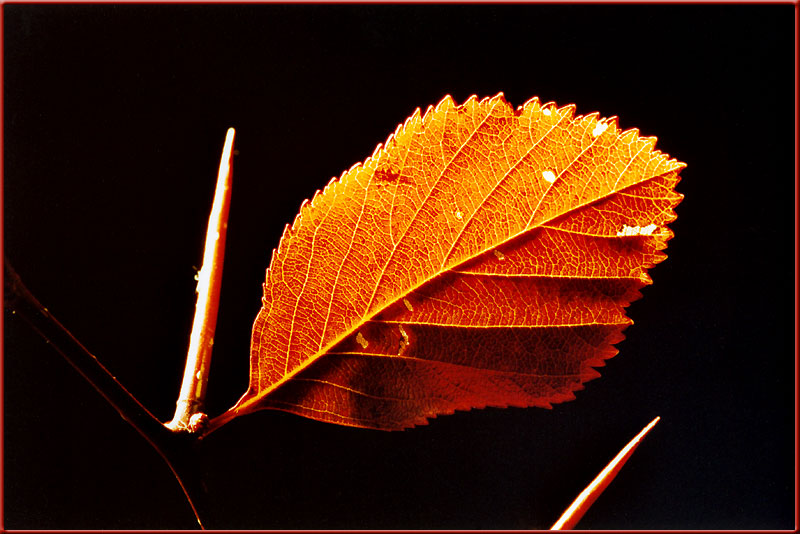 Hahnendorn (Crataegus Crus-Galli)