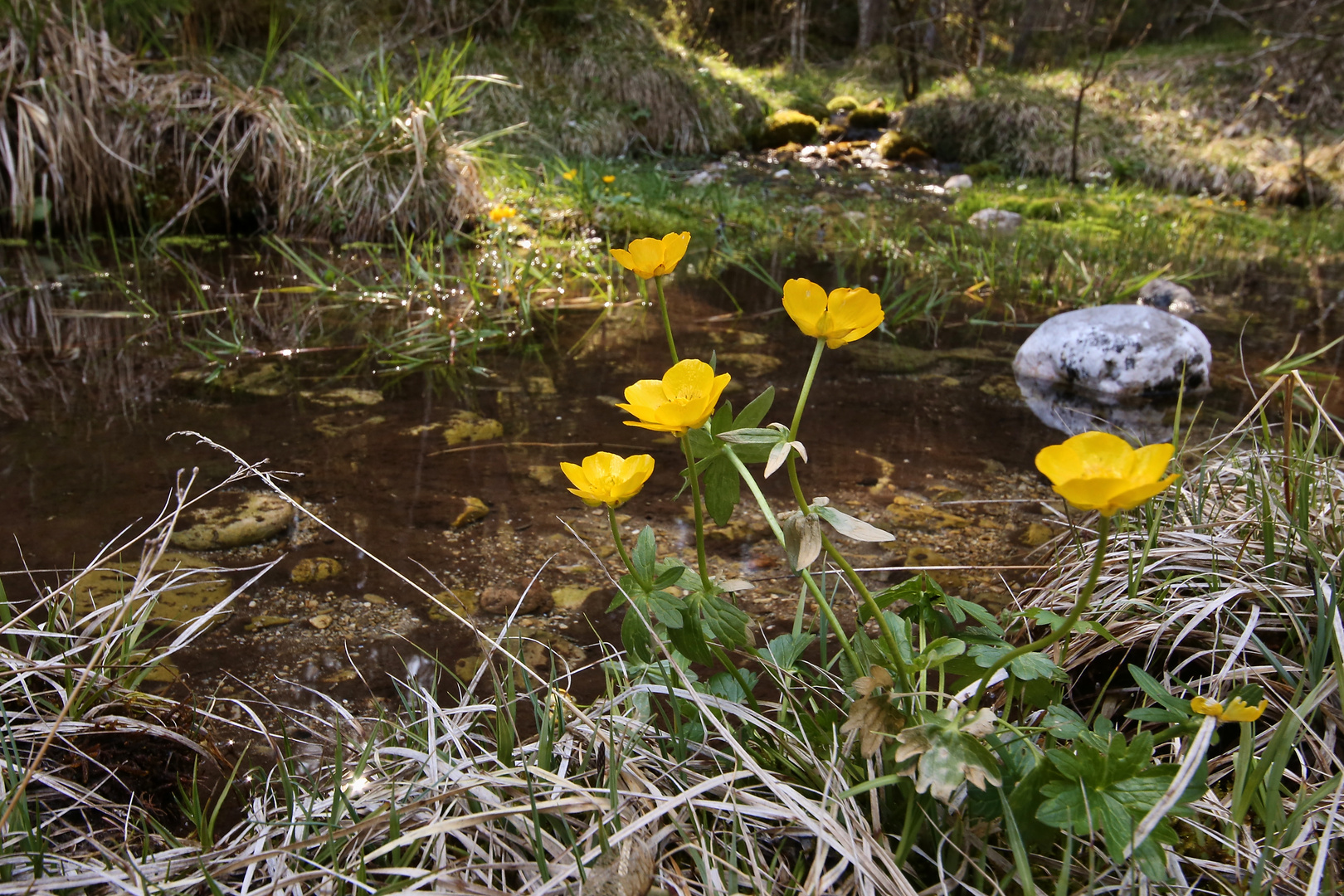 Hahnenfuß (2017_04_24_EOS 6D_5379_ji)