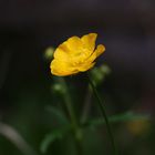 Hahnenfuss - Blüte