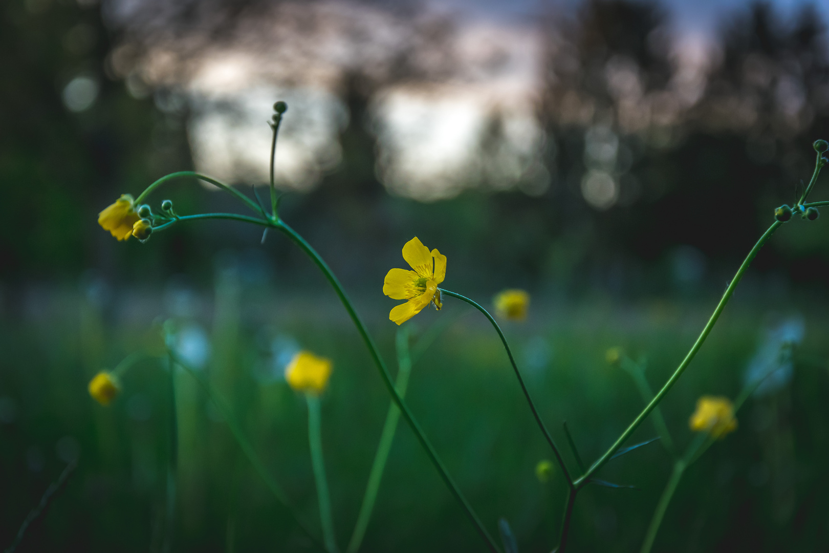 Hahnenfuß Bokeh