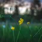 Hahnenfuß Bokeh