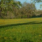 Hahnenfuß-Gelb 