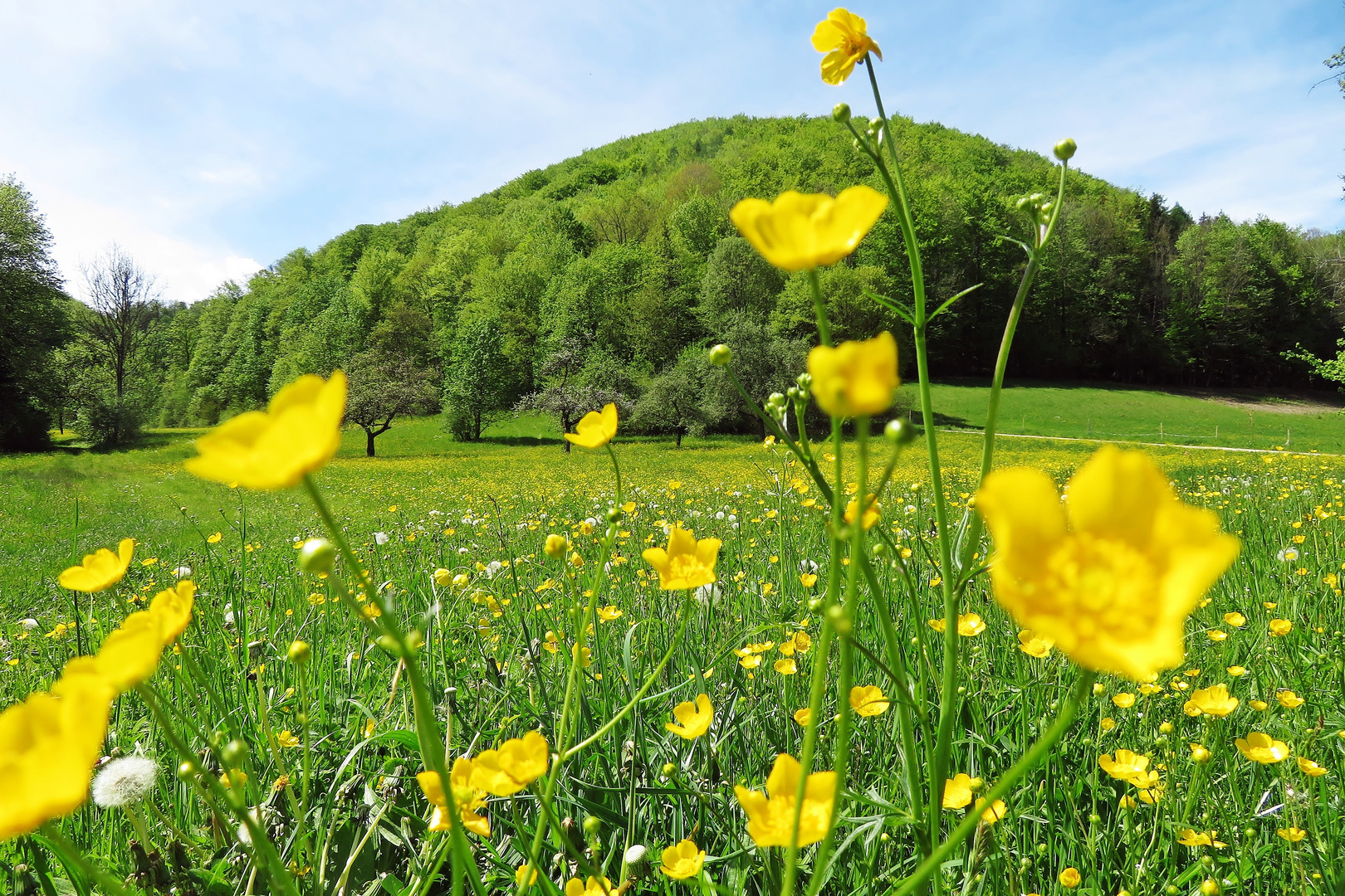 Hahnenfuss im Frühlingswind