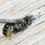 Hahnenfuß-Scherenbiene (Osmia florisomne) II