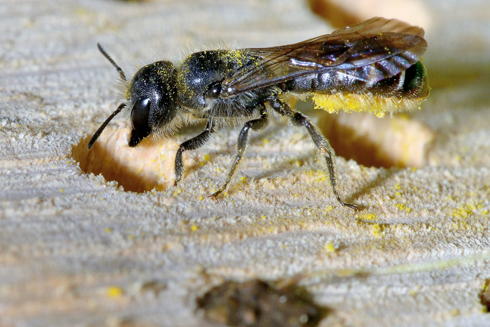 Hahnenfuß-Scherenbiene - Osmia florisomnis