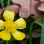 Hahnenfußblüte