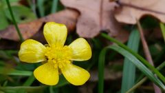 Hahnenfußblüte