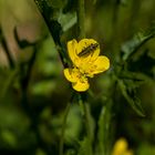 Hahnenfußblüte mit Besucher.