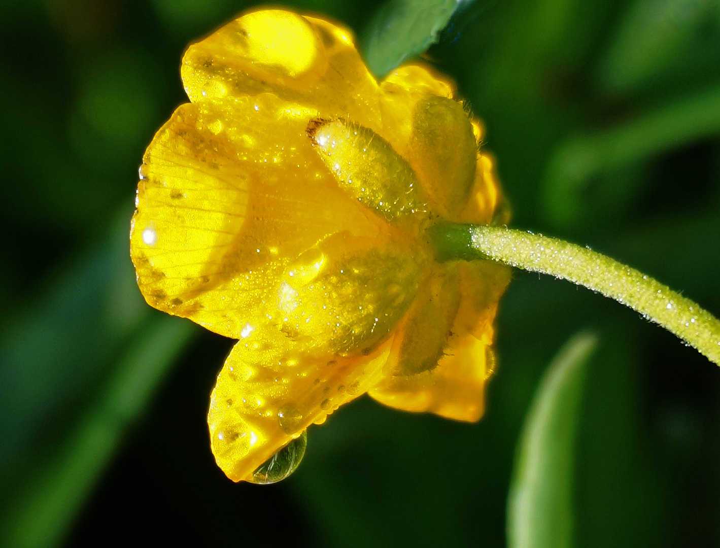 Hahnenfußblüte mit Tropfen