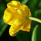 Hahnenfußblüte mit Tropfen