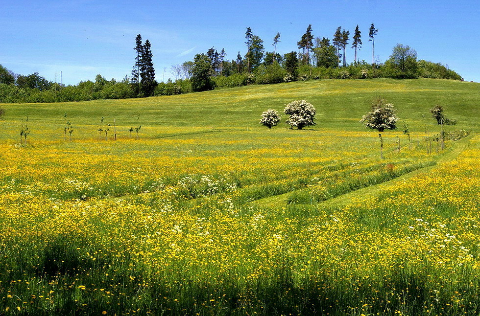 Hahnenfußwiese