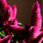 Hahnenkamm -- Celosia argentea in meinen Fenster