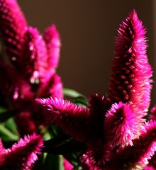 Hahnenkamm -- Celosia argentea in meinen Fenster