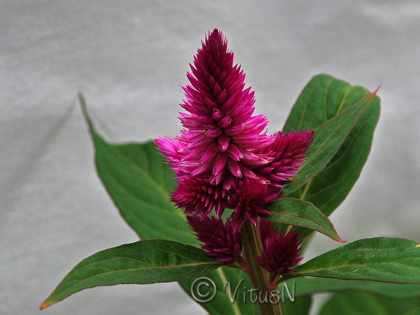 Hahnenkamm „Federbusch” Celosia Caracas Foto & Bild pflanzen, pilze