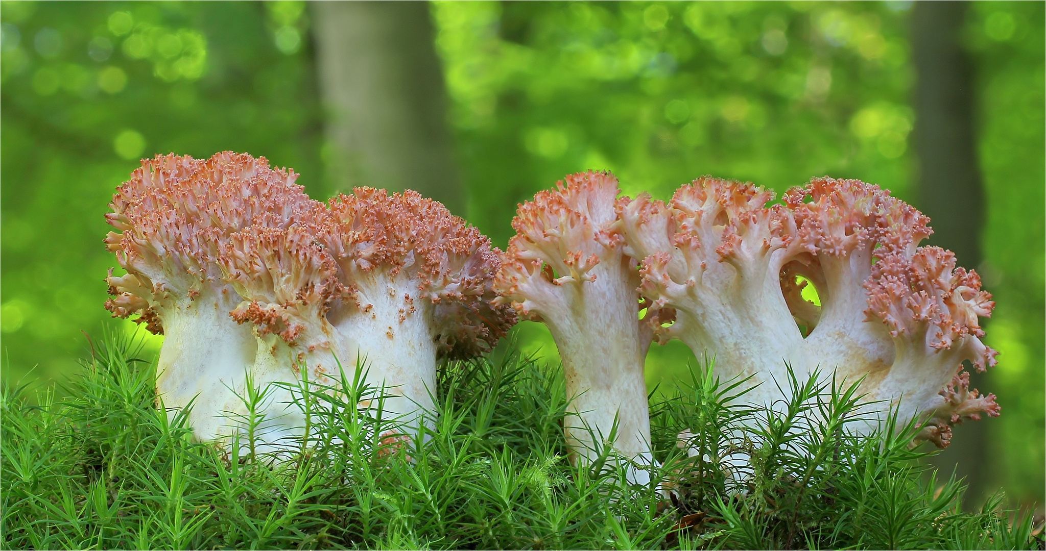 Hahnenkamm-Koralle (Ramaria botrytis) 