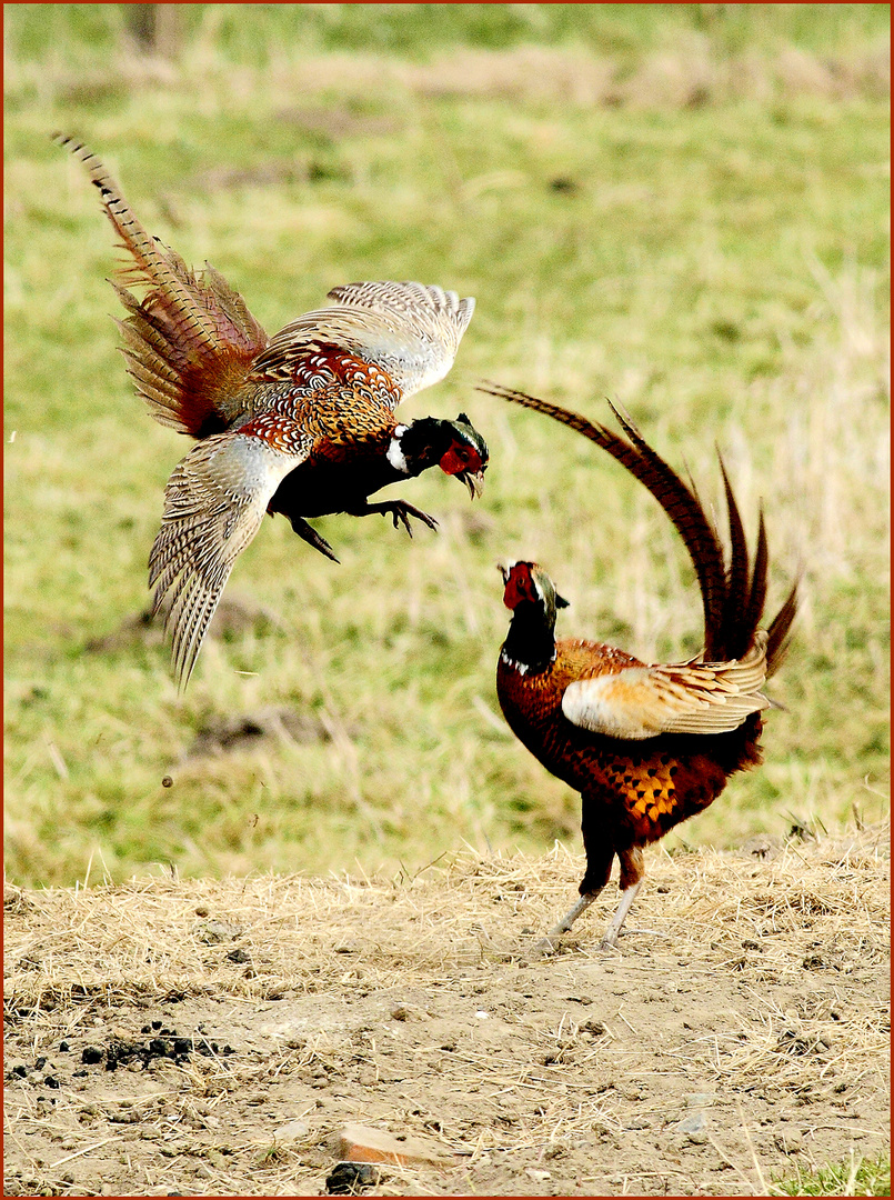 Hahnenkampf Foto & Bild tiere, wildlife, wild lebende vögel Bilder