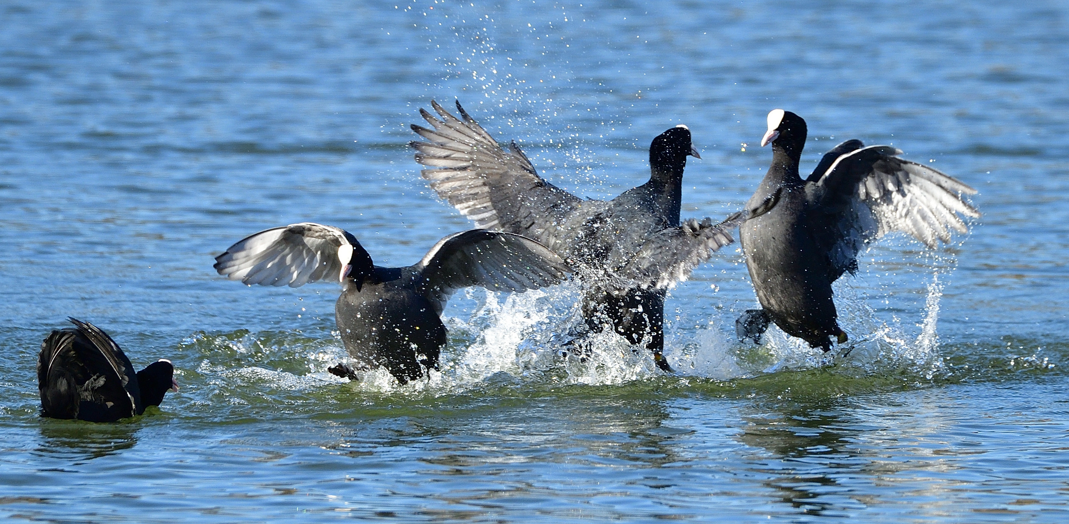 Hahnenkampf Foto & Bild vögel, natur Bilder auf