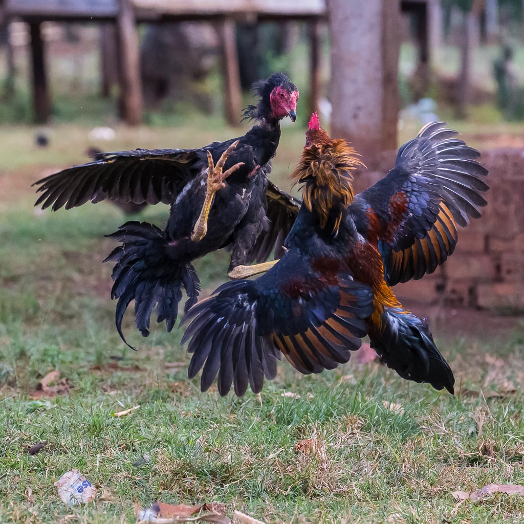 Hahnenkampf Foto & Bild asia, laos, southeast asia Bilder auf