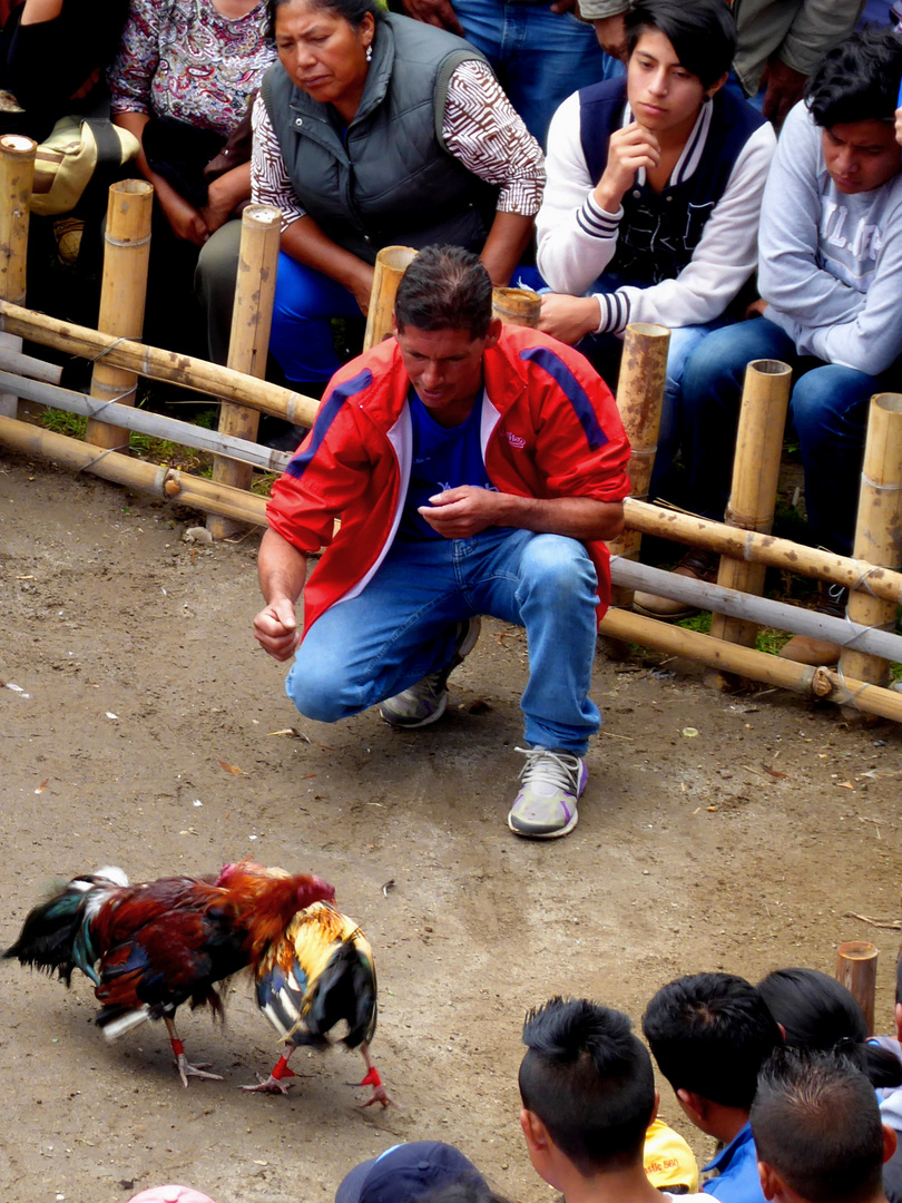 Hahnenkampf auf dem Viehmarkt in Otavalo