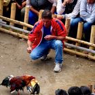 Hahnenkampf auf dem Viehmarkt in Otavalo