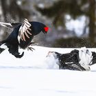 Hahnenkampf zwischen Birkhuhn Hähnen 