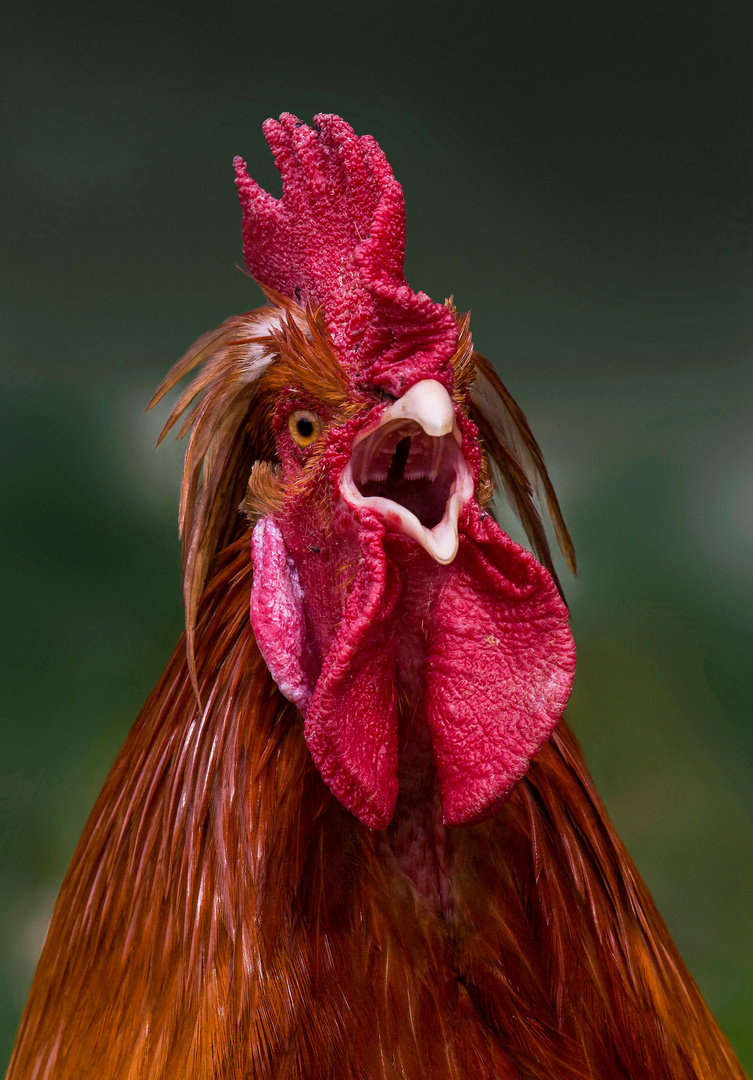 Hahnenschrei Foto & Bild | tiere, haustiere, nutztiere Bilder auf ...