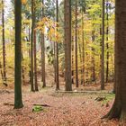 Hahnheider Herbstwald