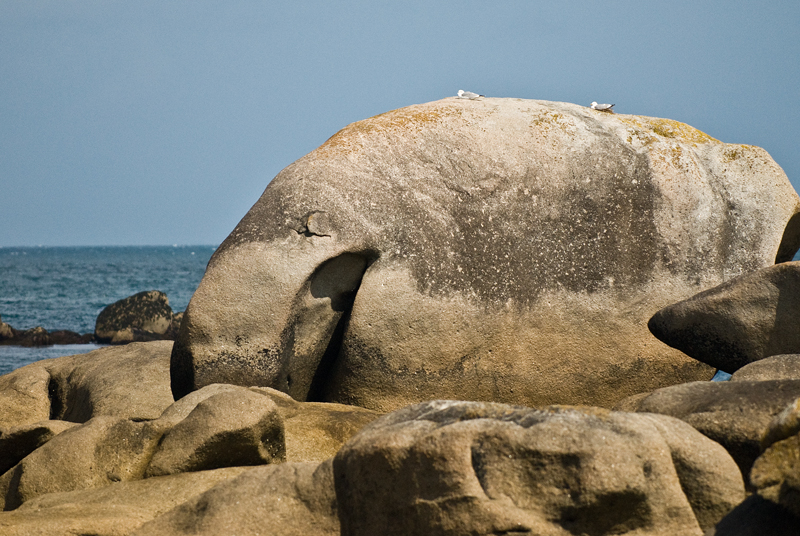 Hai am Strand?