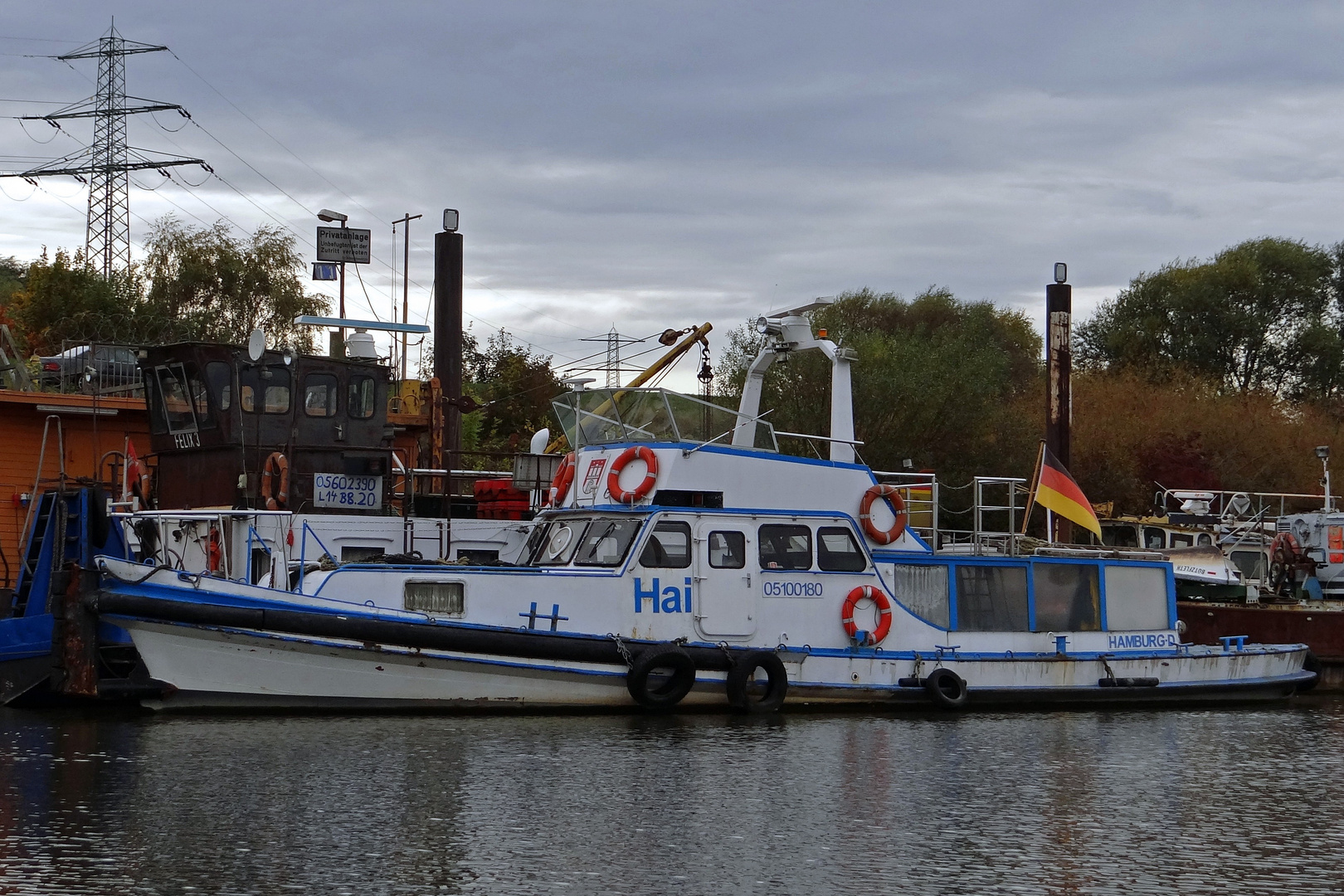 Hai im Hamburger Hafen