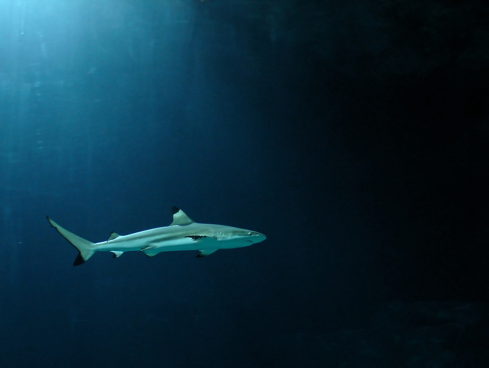 Hai im Tropen Aquarium in Hagenbecks Tierpark HH