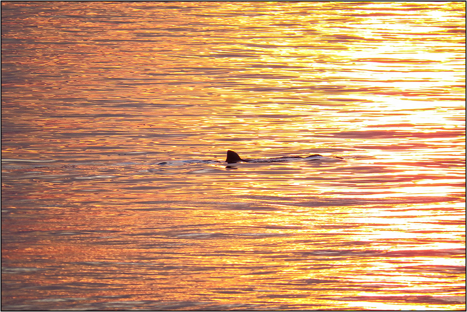 Hai in der Abendsonne