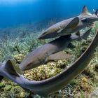 Hai-Life in der Karibik. Ammenhaie bei Guanaja