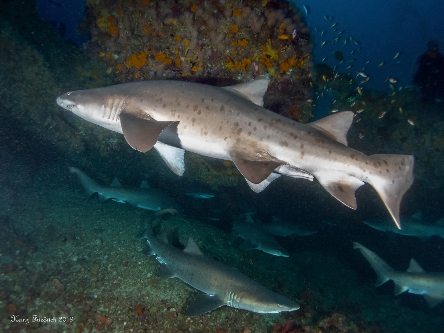 Hai light Foto & Bild tiere, wildlife, fische Bilder auf