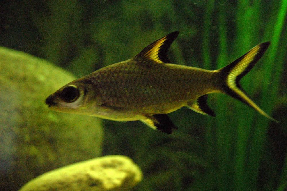 Haibarbe ( Balantiocheilus melanopterus ) Foto & Bild tiere