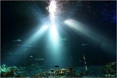 Haibecken Tierpark Hagenbeck