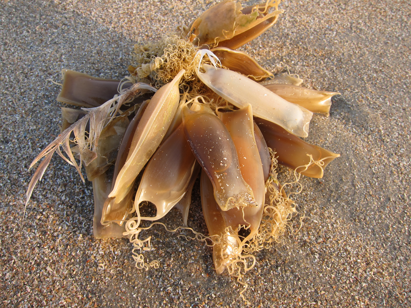 Haie am Strand