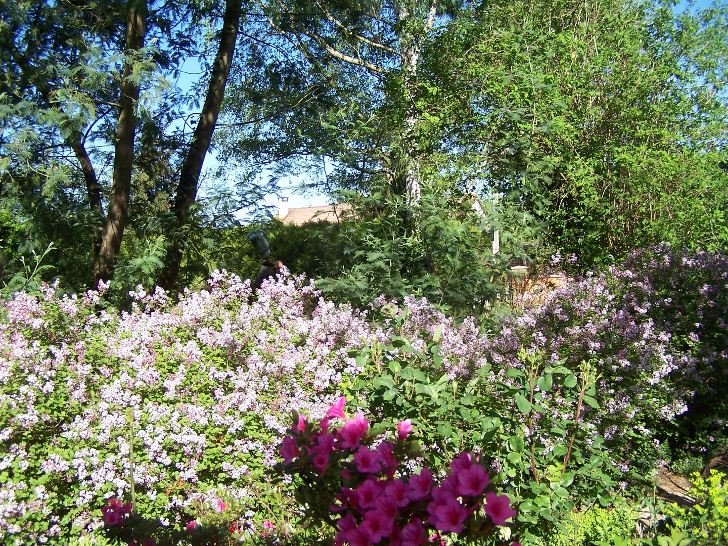 Haie de lilas nains au jardin.