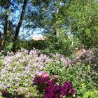 Haie de lilas nains au jardin.