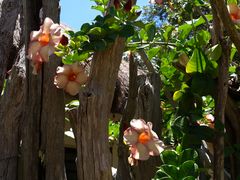 Haie de piquets et fleurs d’allamanda cathartica roses