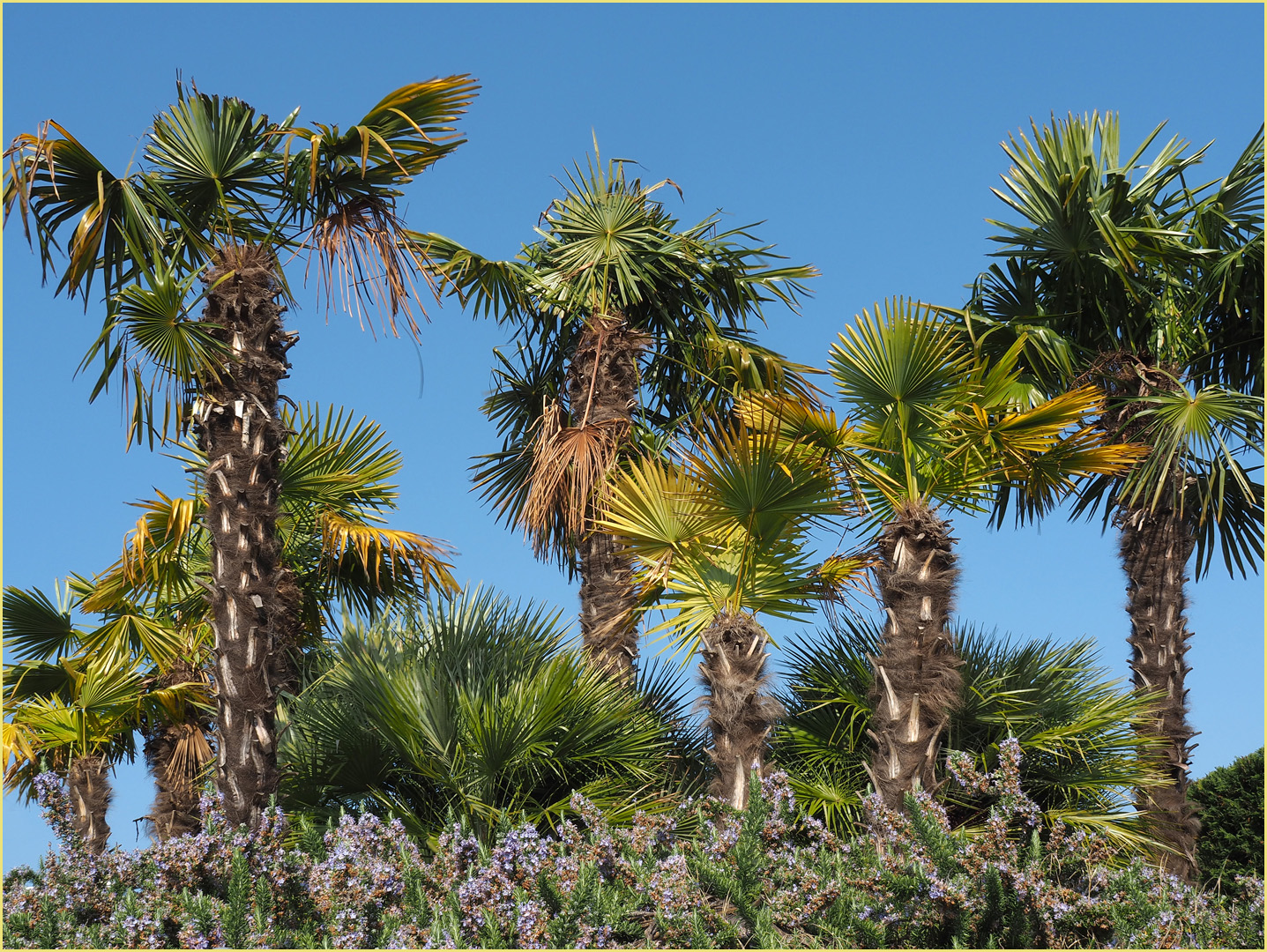 Haie de romarin en fleurs  --  Moniga del Garda