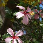  Haie d’hibiscus  --  Nouméa  --  Hibiskus-Hecke