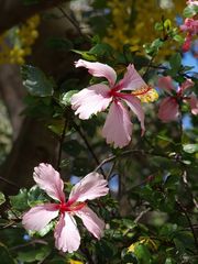  Haie d’hibiscus  --  Nouméa  --  Hibiskus-Hecke