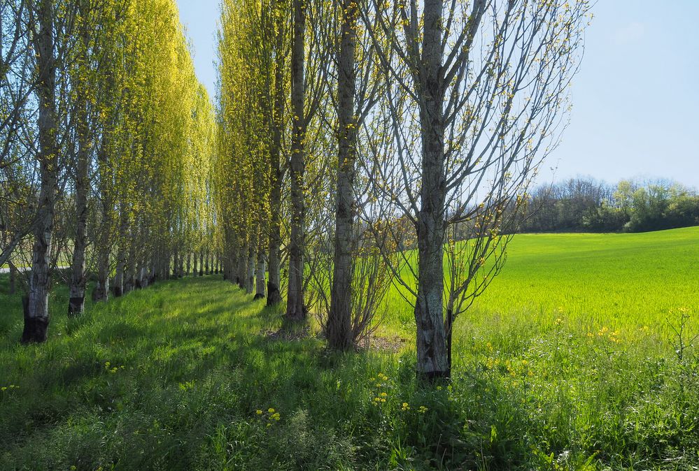 Haie d’honneur pour célébrer le printemps