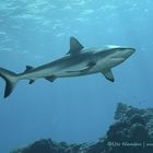 Haie | Ein Hai-Light auf Yap