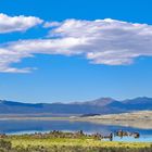 Haifisch über dem Mono-Lake